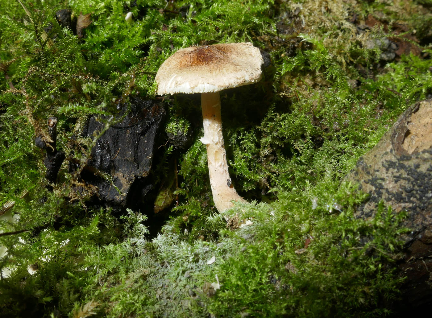 Photo © Jackie Ewan Lepiota subincarnata by Jackie Ewan